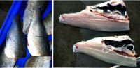 YDTW-230 Automatic Large Sized Fish Salmon Tilapia Filleting Machine