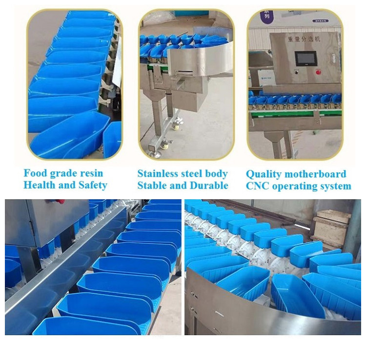 WST-4S Automatic Seafood Fish Weight Sorting machine