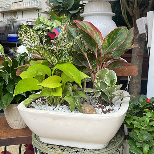 Fiber Bonsai Tray 1