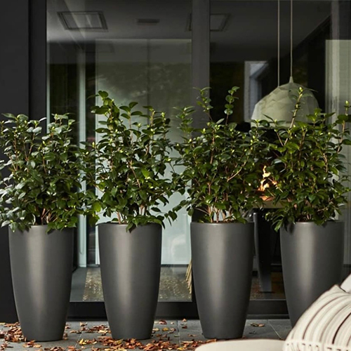Fiber Glass Planter