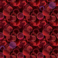 Moonlight Pheonix Cut Pile Printed Wall To Wall Carpet