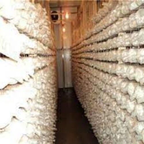 MUSHROOM COLD ROOM