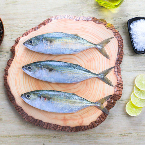 INDIAN MACKEREL FISH