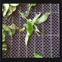 Tea Withering Net - Plastic, 25 Mtr Length, Width Options: 1.0, 1.2, 1.5, 2.0, 2.5 Mtr | Hexagonal Holes, Available In Green, Black, Natural Colors