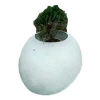 Oval Frp Garden Planter - Color: Different Available