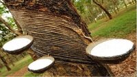 Natural Rubber Sheet