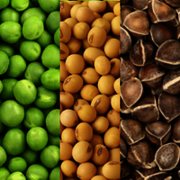 PEA SOY MORINGA PROTEIN