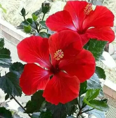 Hibiscus Rosa Sinensis Flower Extract