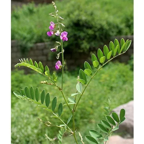 Sharpunkha Extract powder