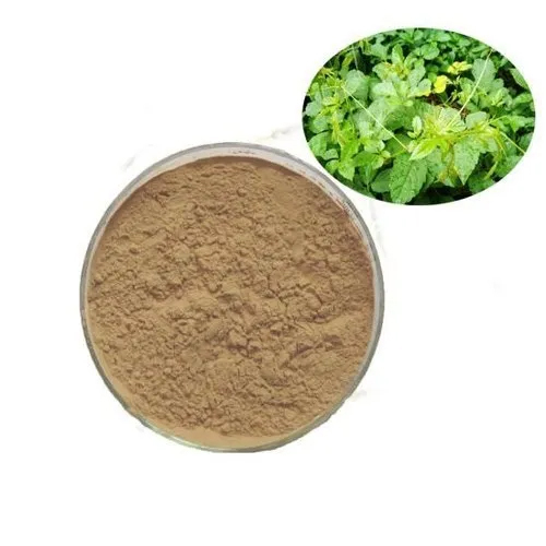 Brown Gynostemma Pentaphyllum Extract