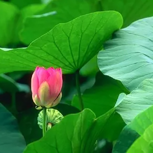Lotus Leaf Extract