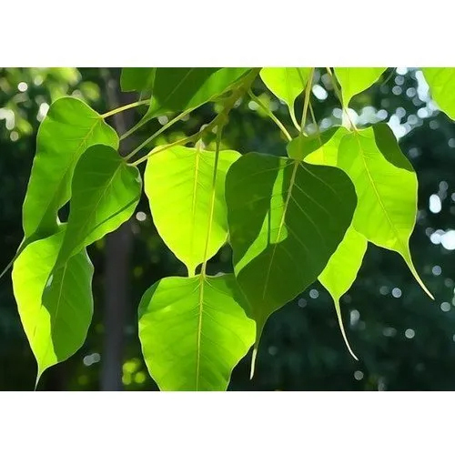 Peepal Extract