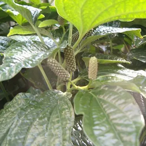 Pepper Longum