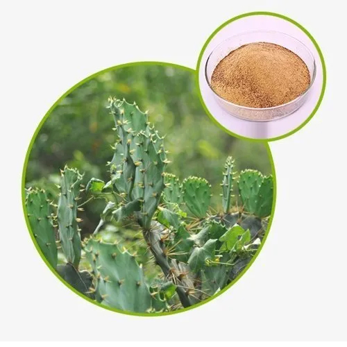 Hoodia Gordoni Extract