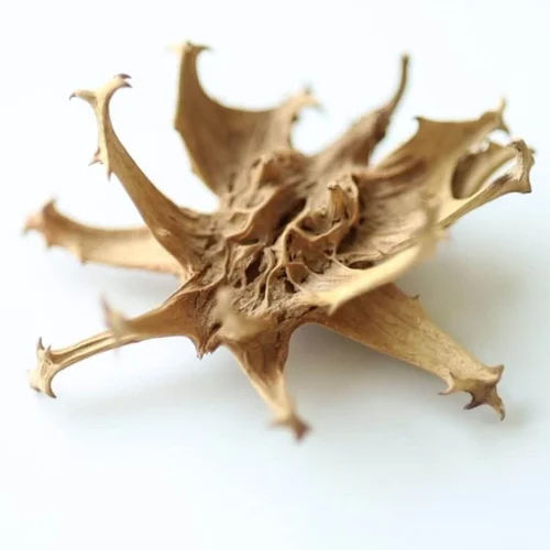 Brown Devils Claw Root Extract