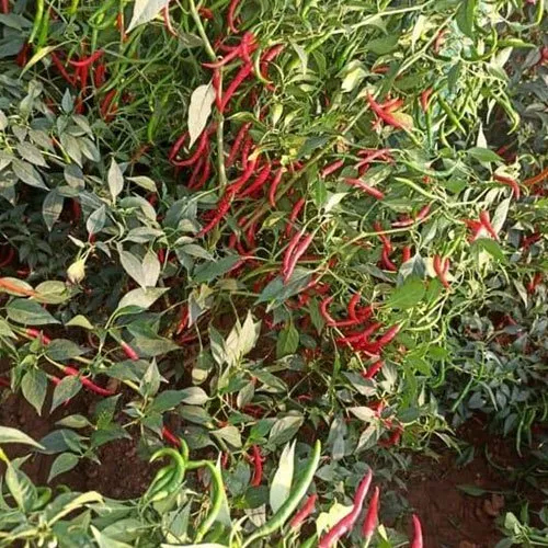Capsicum Annuum Extract
