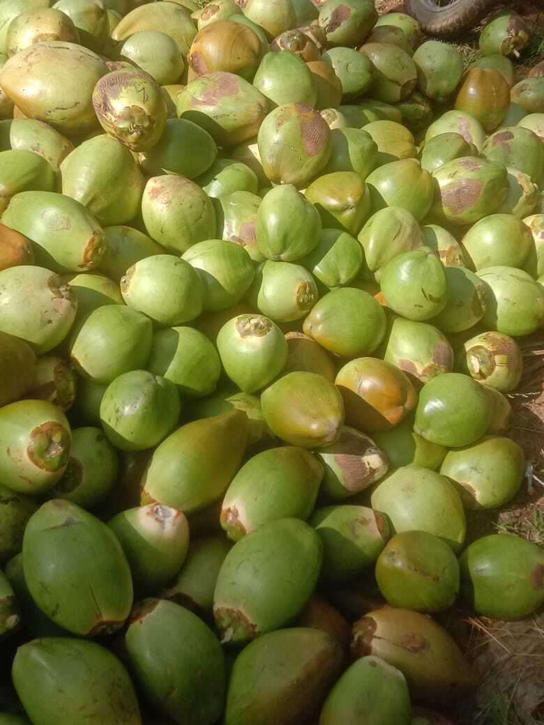 Fresh Coconut