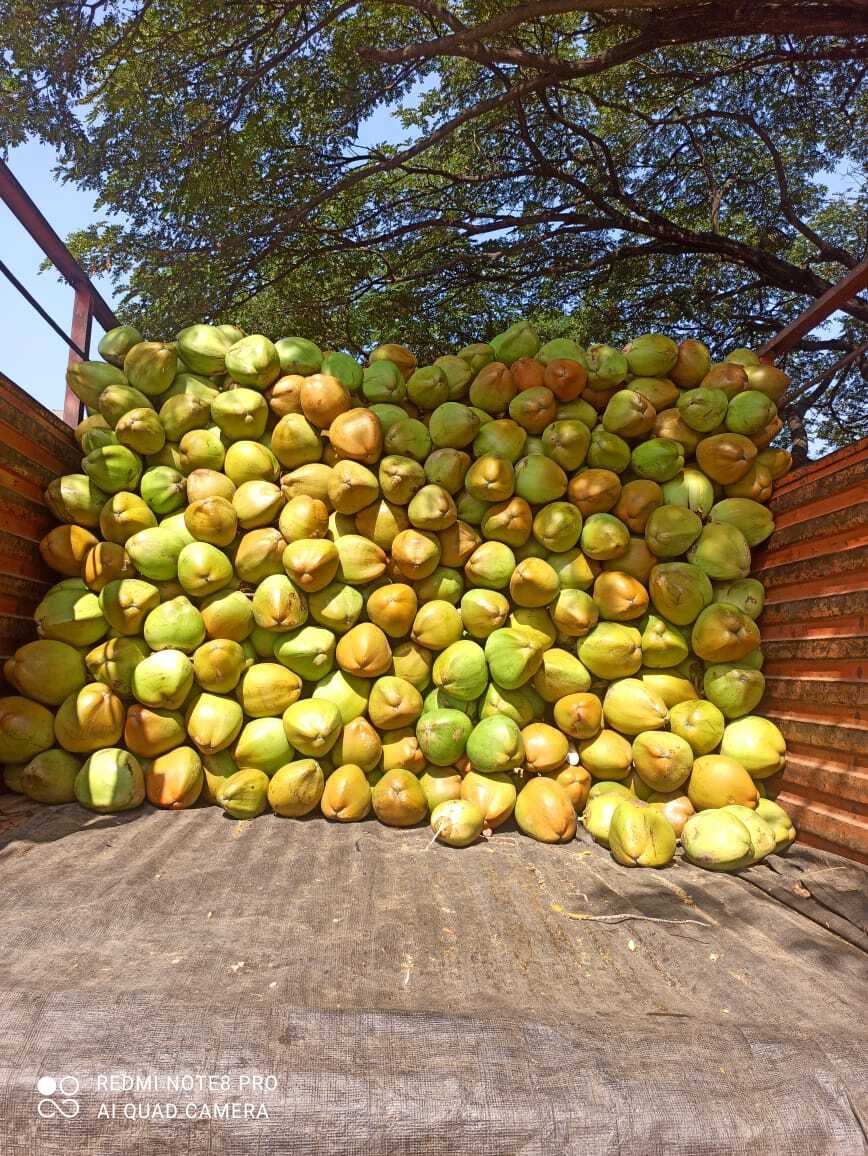 Fresh Coconut