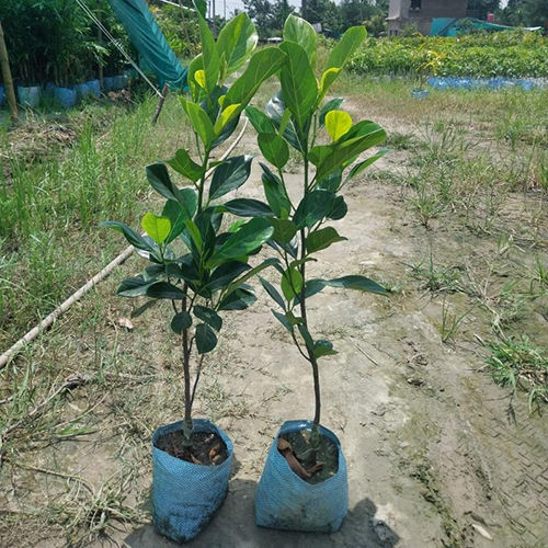 Jackfruit Plant - Breed: As Per Availability