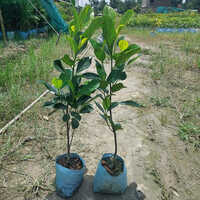 Jackfruit Plant - Fast-growing Tropical Tree, Heights Up To 30 Feet, Custom Sizes Available, Edible Fruit Weighs Up To 40 Pounds - Attracts Wildlife, Drought-tolerant