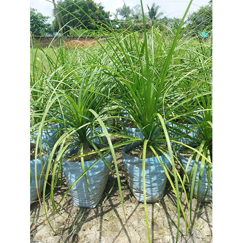 Nolina Plant - Breed: As Per Availability