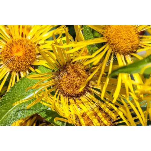 Inula Racemosa Root Extract
