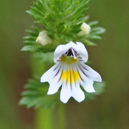 Eyebright Powder Extract Grade: Medical Grade