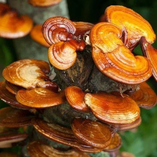Ganoderma Extract Powder