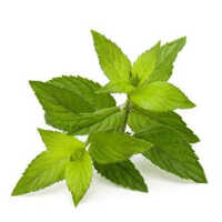Herbal Product Peppermint Extract Powder