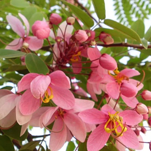SSB Cassia Roxburghii Extract powder
