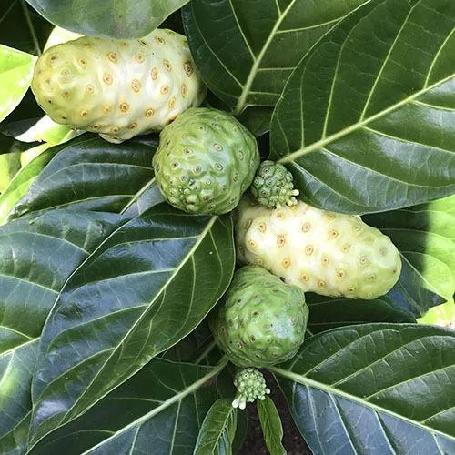 Noni Fruit Extract