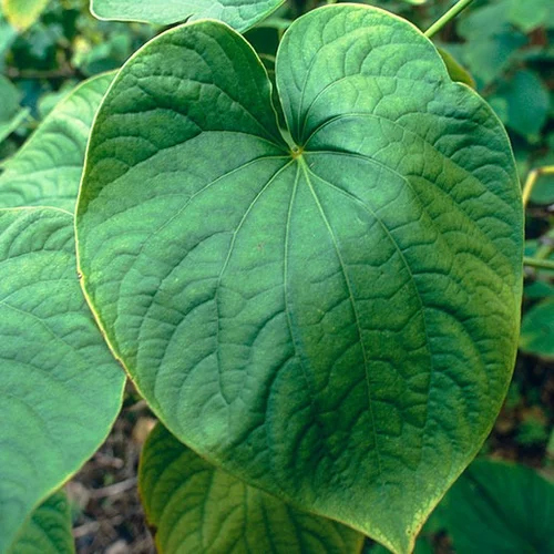 Kava Kava Root Powder