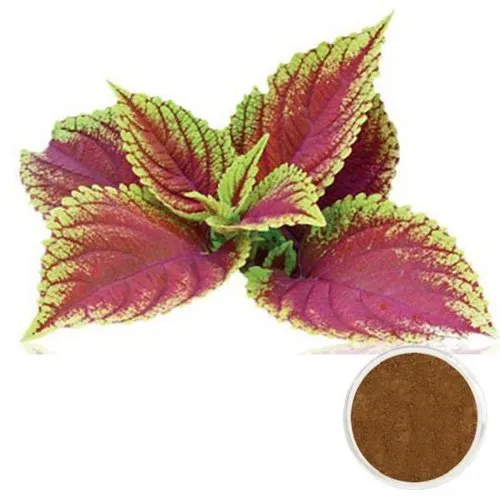 Coleus Forskohlii Extract 10