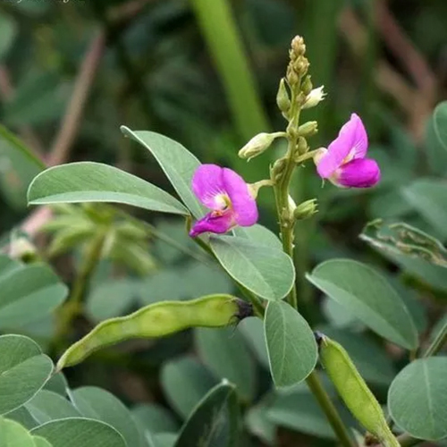 Tephrosia Purpurea Extract