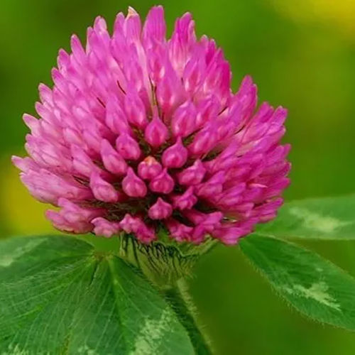 Red Clover Flower Extract Powder