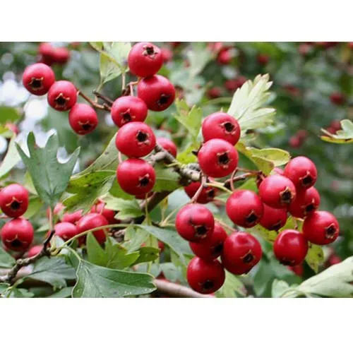 Hawthorn Berry Extract