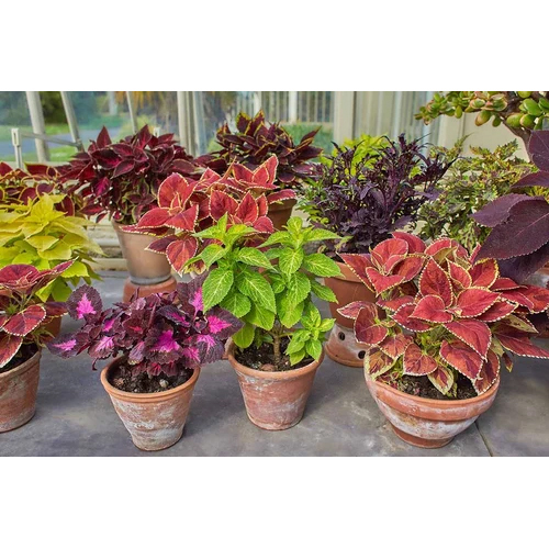 Coleus Root Extract