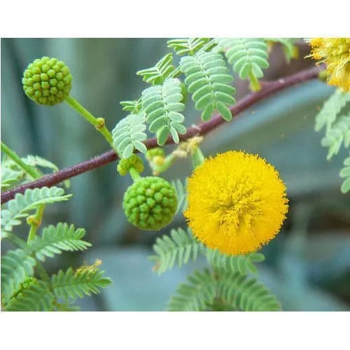 Acacia Arabica Babul Extract