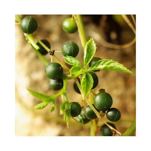 Gynostemma Pentaphyllum Extract
