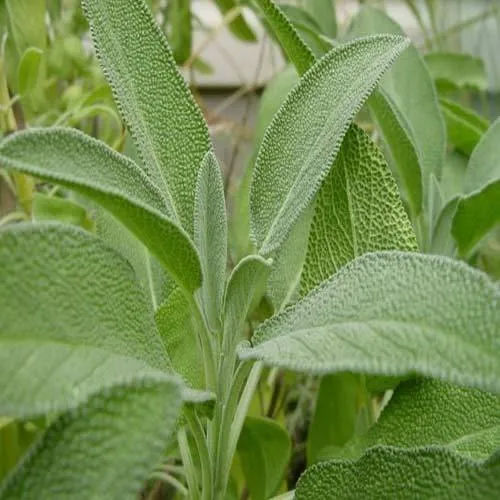 Herbal Product Sage Leaf Extract