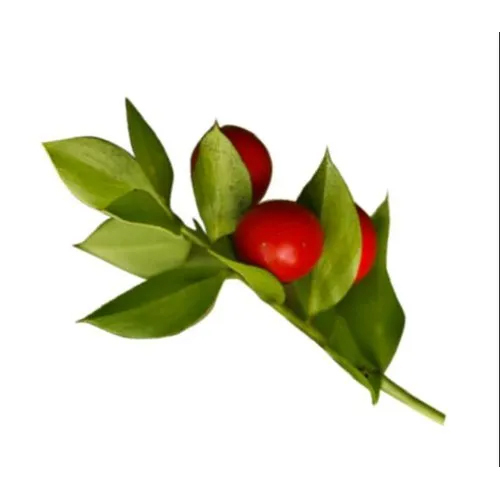 Butchers Broom Extract