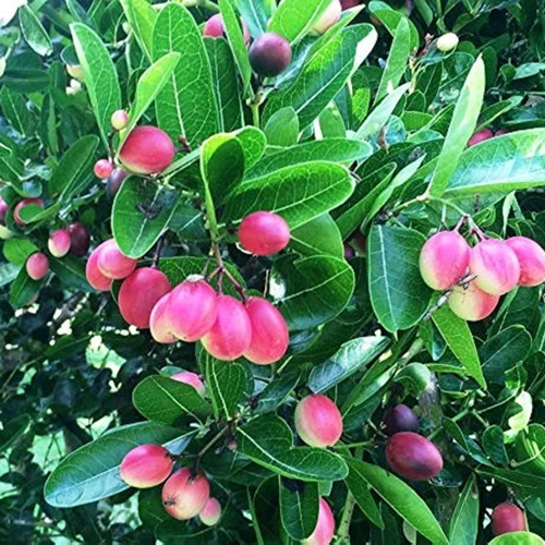 Carissa Carandas Seeds extract