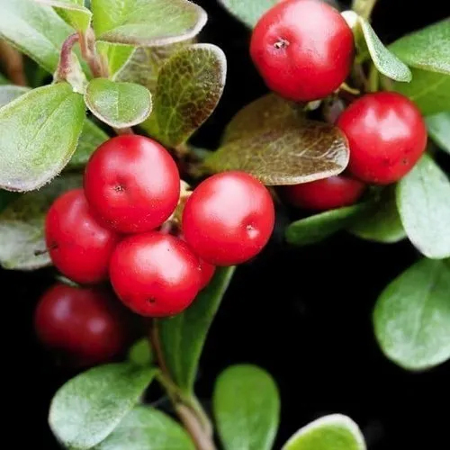 Uva Ursi Extract Arctistaphylos Uva Ursi