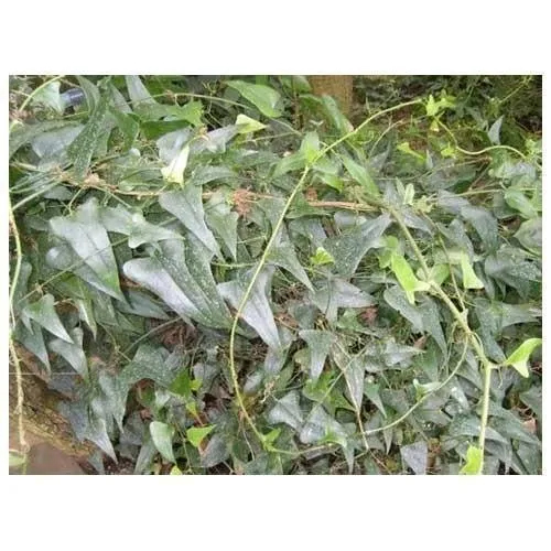 Sarsaparilla Root Extract