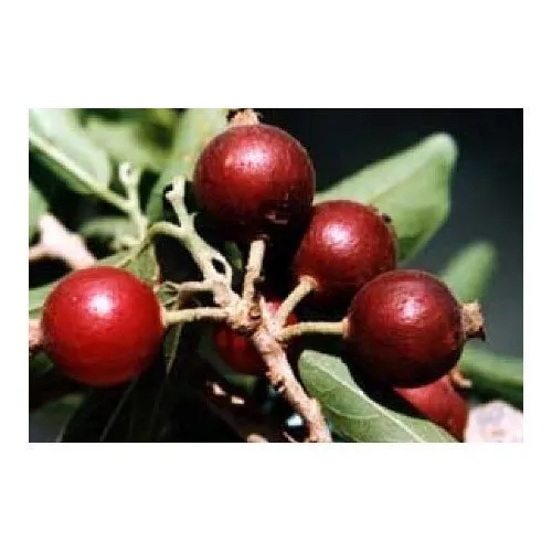 Ankol roots Extract Powder