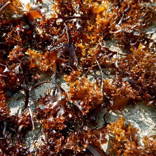 Irish Sea Moss Extract