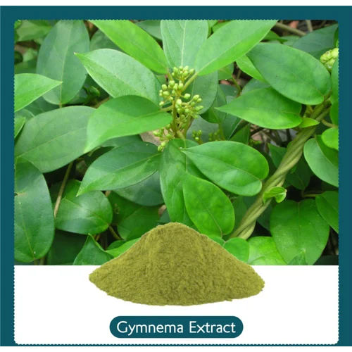 Herbal Product Gymnema Extract Powder