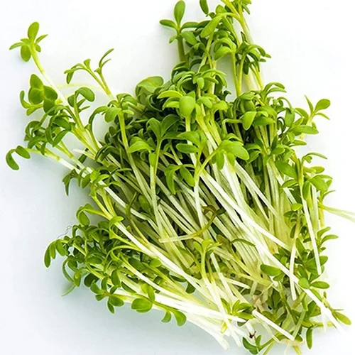 Lepdium Sativum Seed Extract