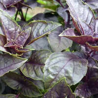 Ocimum Basilicum Extract