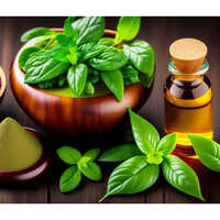 Basil Oil Methyl Chavicol